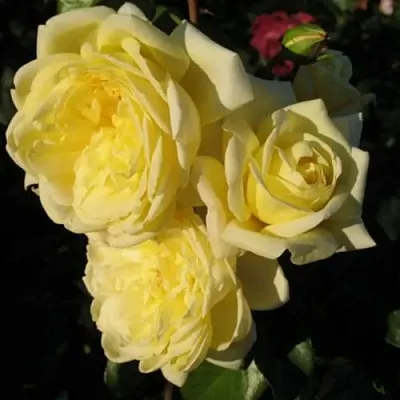 Саженцы роз КАЗИНО плетистая  Саженцы роз КАЗИНО плетистая в Кургане