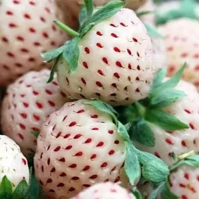 Клубника АНАНАСА ремонтантная в Кургане