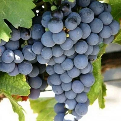 Виноград ЧЕСУРАН в Кургане