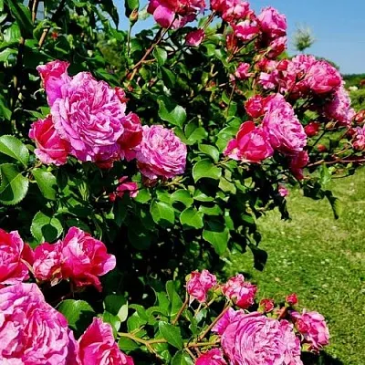 Саженцы роз ИНЕС САСТР плетистая  Саженцы роз ИНЕС САСТР плетистая в Кургане