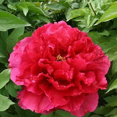 Пион АРОМАТНОЕ ВОСПОМИНАНИЕ древовидный в Кургане