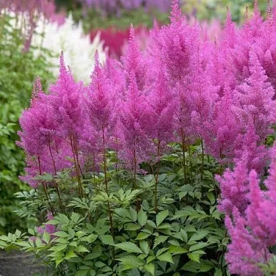 Астильба АМЕТИСТ Арендса в Кургане