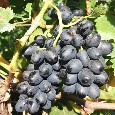 Виноград КИШМИШ АТТИКА в Кургане