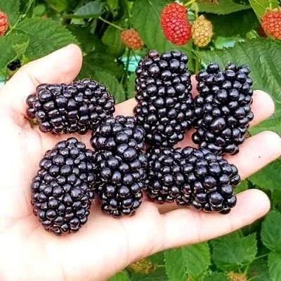 Ежевика ОУАЧИТА бесшипная — описание сорта Ежевика ОУАЧИТА бесшипная в Кургане