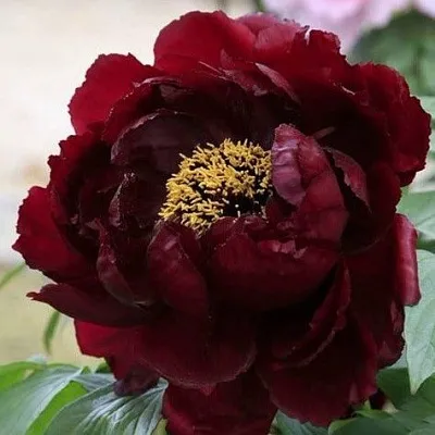 Пион ПОЛНОЧЬ древовидный в Кургане