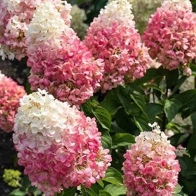 Гортензия ПИНКИ ПРОМИС метельчатая  Гортензия ПИНКИ ПРОМИС метельчатая в Кургане