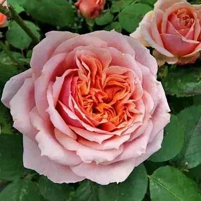 Саженцы роз ПОЛЬ БОКЮЗ шраб  Саженцы роз ПОЛЬ БОКЮЗ шраб в Кургане