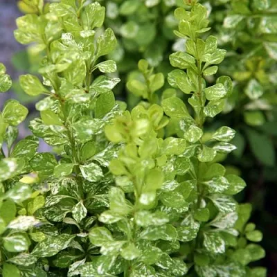 Барбарис ПАУ ВАУ тунберга в Кургане