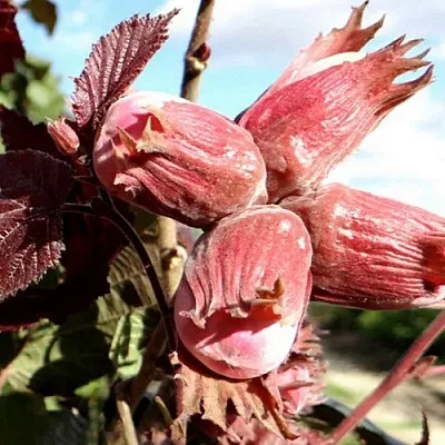 Фундук АЛЫЙ ПАРУС в Кургане