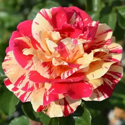 Саженцы роз ВАНИЛЛА ФРАЙЗ плетистая  Саженцы роз ВАНИЛЛА ФРАЙЗ плетистая в Кургане