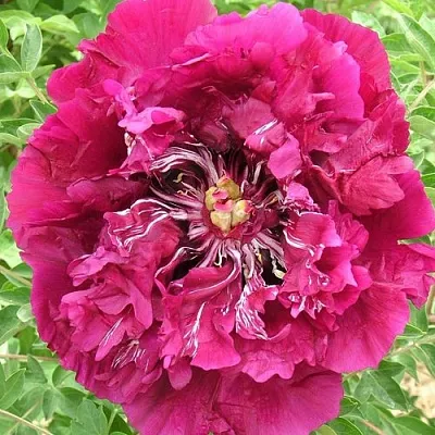 Пион ПУРПУРНЫЙ ОКЕАН древовидный в Кургане