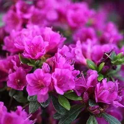 Азалия ХИРОКА японская  Азалия ХИРОКА японская в Кургане