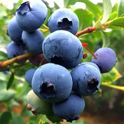 Голубика ДЮК в Кургане