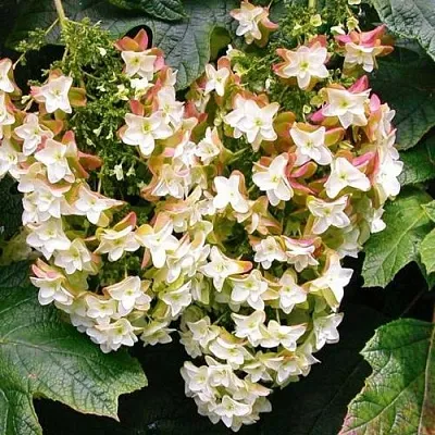 Гортензия БЛЭК ПОРШ дуболистная  Гортензия БЛЭК ПОРШ дуболистная в Кургане