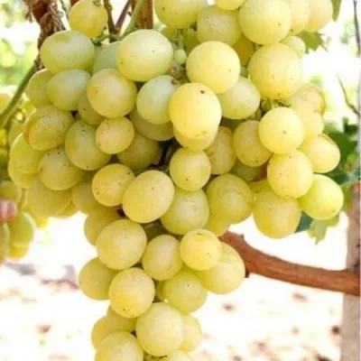 Виноград ТАЛИСМАН в Кургане