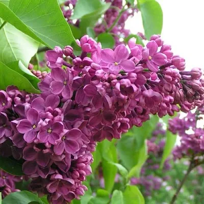 Сирень ДЕНЬ ПОБЕДЫ  Сирень ДЕНЬ ПОБЕДЫ в Кургане