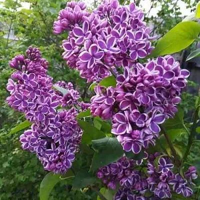 Сирень СЕНСАЦИЯ  Сирень СЕНСАЦИЯ в Кургане