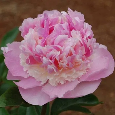 Пион ЭНДЖЕЛ ЧИКС травянистый  Пион ЭНДЖЕЛ ЧИКС травянистый в Кургане