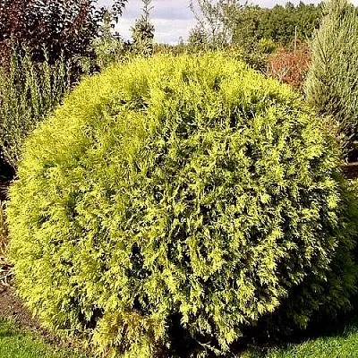 Туя ГЛОБОЗА АУРЕА западная  Туя ГЛОБОЗА АУРЕА западная в Кургане