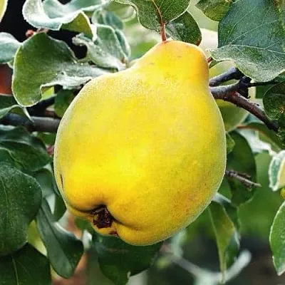 Айва РУМО  Айва РУМО в Кургане