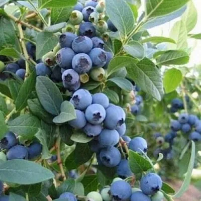 Голубика ЭЛЛИОТ в Кургане