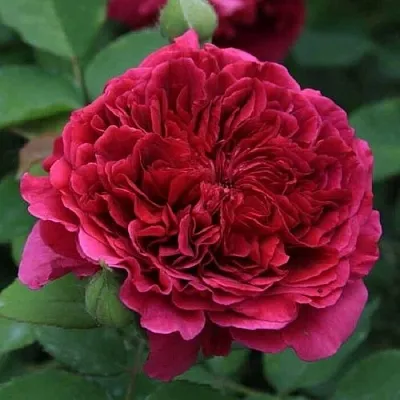 Саженцы роз ТЕСС ОФ ЗЕ ДЭРБЕРВИЛЛЬ английская  Саженцы роз ТЕСС ОФ ЗЕ ДЭРБЕРВИЛЛЬ английская в Кургане