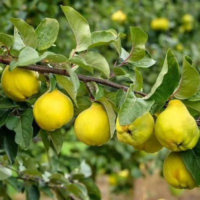 Айва ТРИУМФ  Айва ТРИУМФ в Кургане