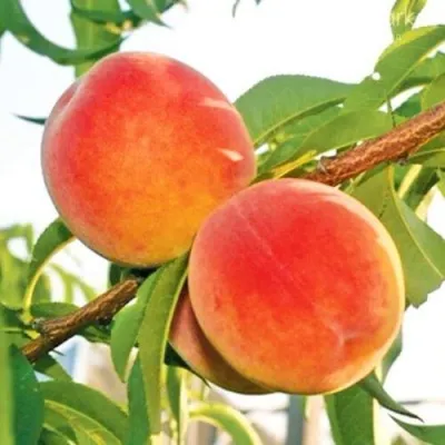 Персик ОНТАРИО — описание сорта Персик ОНТАРИО в Кургане