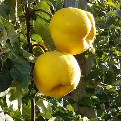 Айва МАРИЯ  Айва МАРИЯ в Кургане