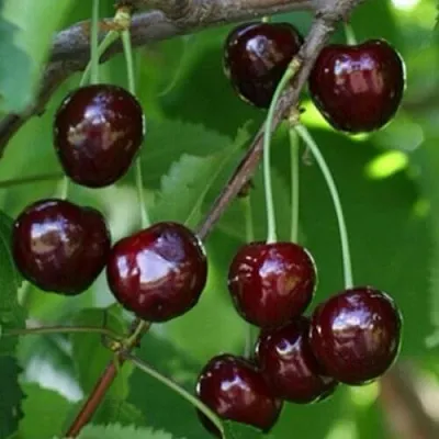 Черешня НАРОДНАЯ  Черешня НАРОДНАЯ в Кургане