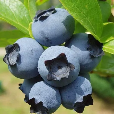 Сладкие сорта  в Кургане