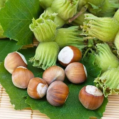 Фундук КРЕПКИЙ ОРЕШЕК в Кургане