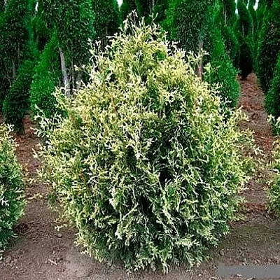 Туя ГОЛД ПЕРЛ западная  Туя ГОЛД ПЕРЛ западная в Кургане