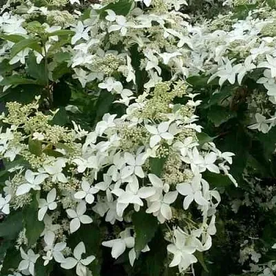 Гортензия МЭДЖИКАЛ СТАРЛАЙТ метельчатая  Гортензия МЭДЖИКАЛ СТАРЛАЙТ метельчатая в Кургане