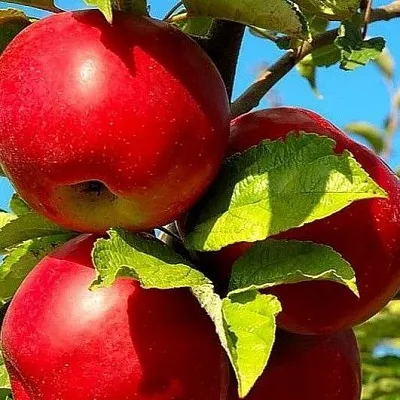 Зимние сорта в Кургане