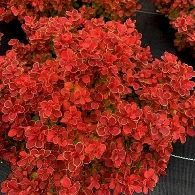 Барбарис РЕД ХОТ ЧИЛИ тунберга в Кургане