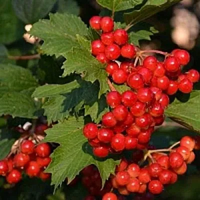 Калина  Калина в Кургане