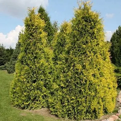 Туя АУРЕОСПИКАТА западная  Туя АУРЕОСПИКАТА западная в Кургане