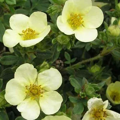 Лапчатка ЭЛИЗАБЕТ кустарниковая  Лапчатка ЭЛИЗАБЕТ кустарниковая в Кургане