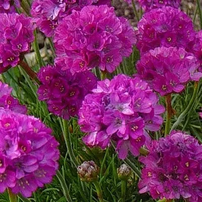 Армерия МОНИНГ СТАР ДИП РОУЗ в Кургане