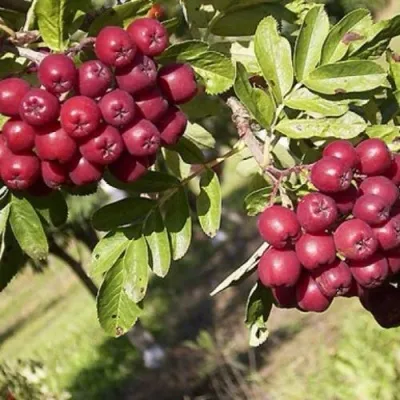 Рябина БУРКА сладкоплодная — описание сорта Рябина БУРКА сладкоплодная в Кургане