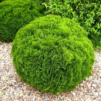 Туя ДАНИКА западная  Туя ДАНИКА западная в Кургане