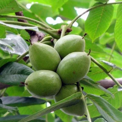 Орех маньчжурский МИЧУРИНЕЦ в Кургане