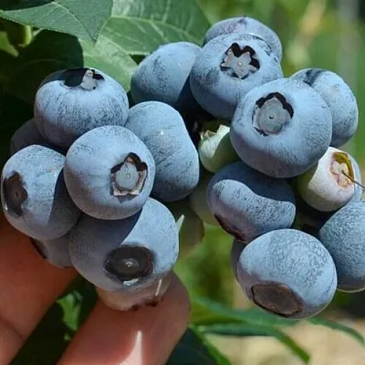 Голубика НЕЛЬСОН в Кургане