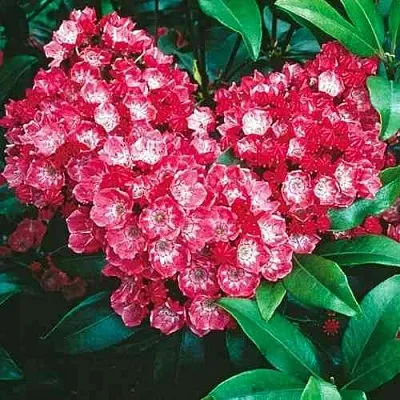 Кальмия КАРДИНАЛ  Кальмия КАРДИНАЛ в Кургане