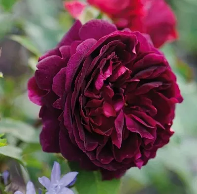 Саженцы роз МАНСТЕД ВУД английская  Саженцы роз МАНСТЕД ВУД английская в Кургане