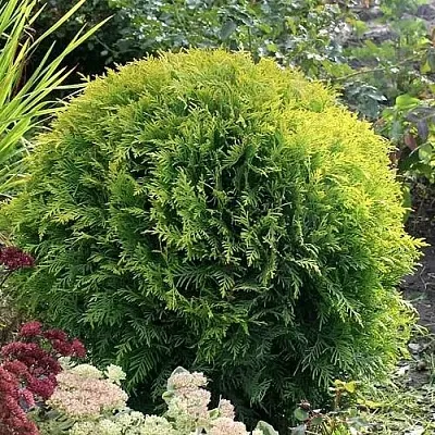 Туя ЕЛЛОУ ГЛОБ западная  Туя ЕЛЛОУ ГЛОБ западная в Кургане