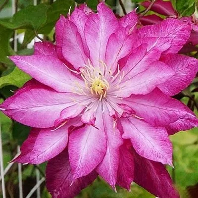 Клематис КАЕН  Клематис КАЕН в Кургане