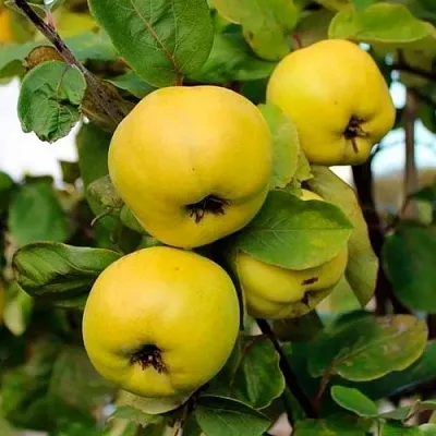 Айва ЯБЛОКОВИДНАЯ  Айва ЯБЛОКОВИДНАЯ в Кургане