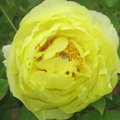 Пион ЗОЛОТО ПОДНЕБЕСНОЙ древовидный в Кургане